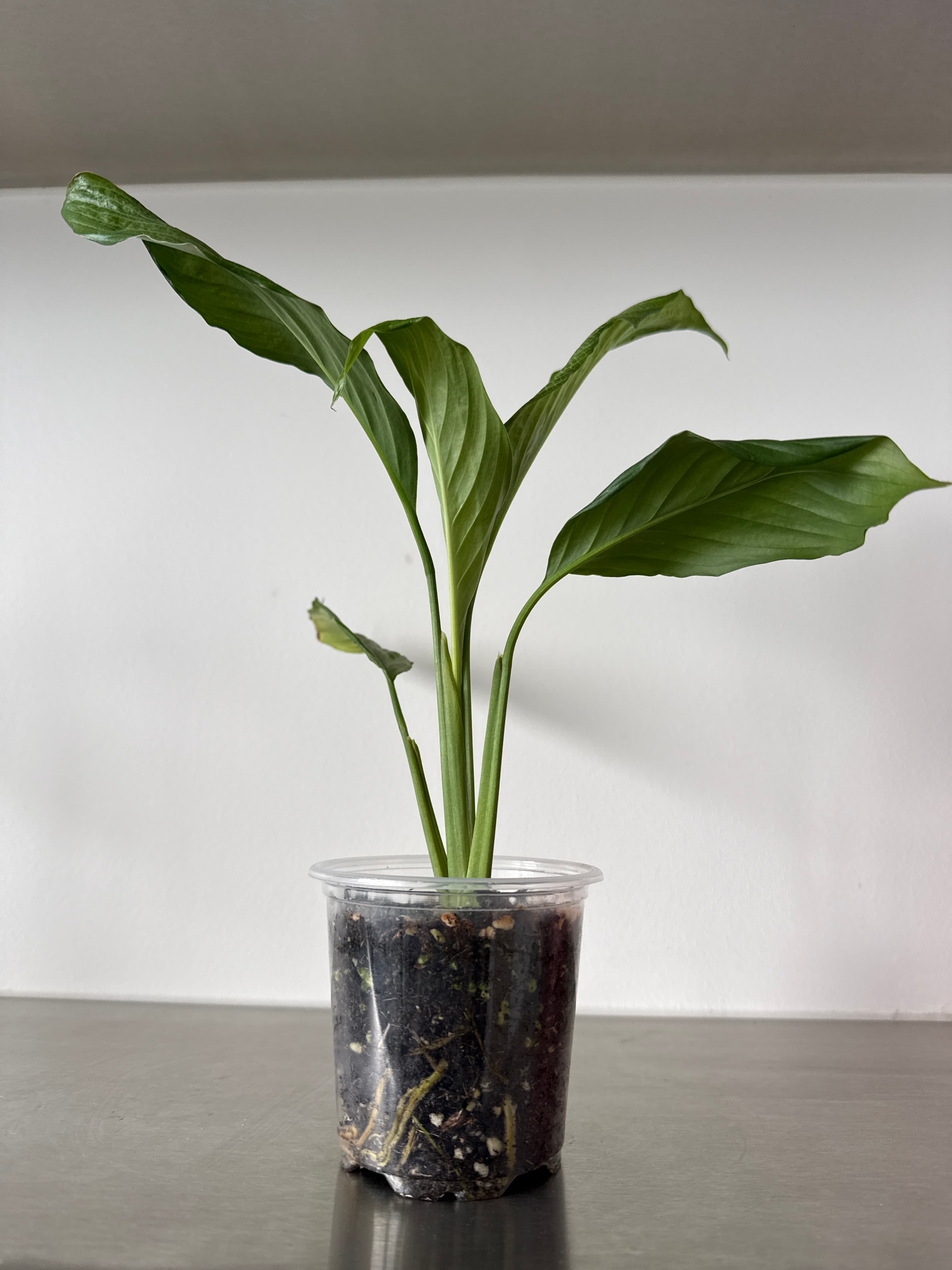 Green Plant Peace Lily