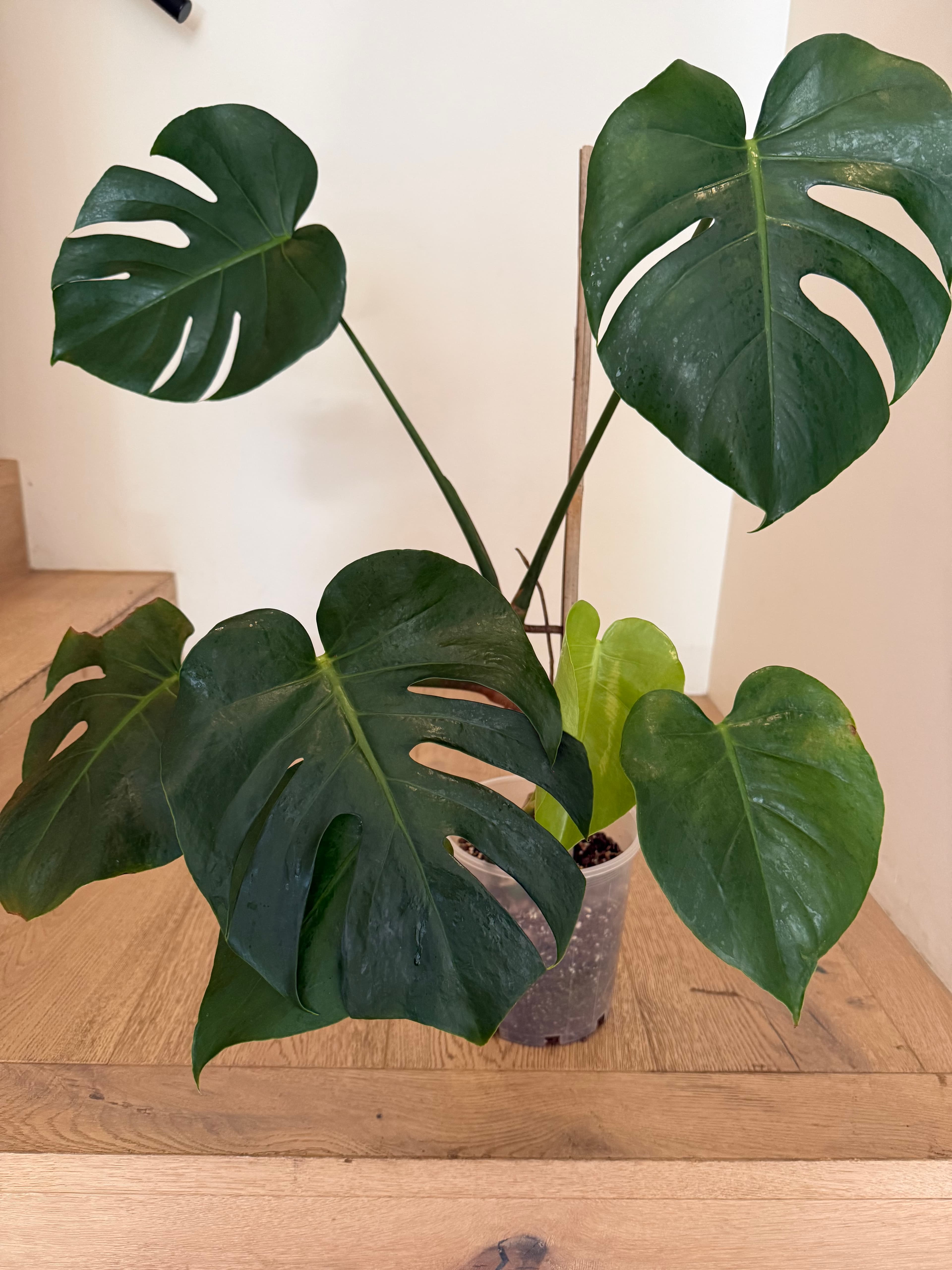 Green Monstera Houseplant