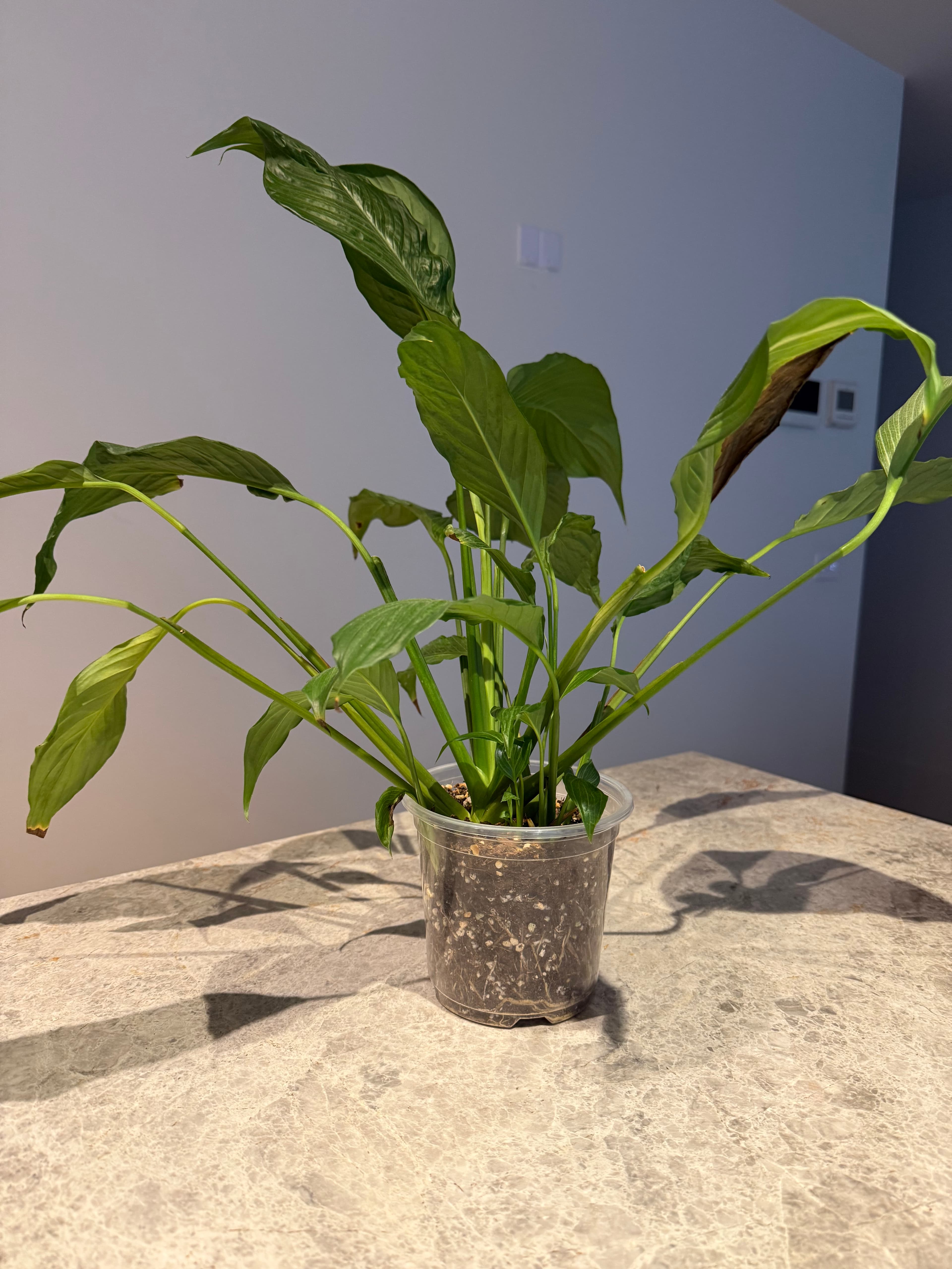 Green peace lily medium
