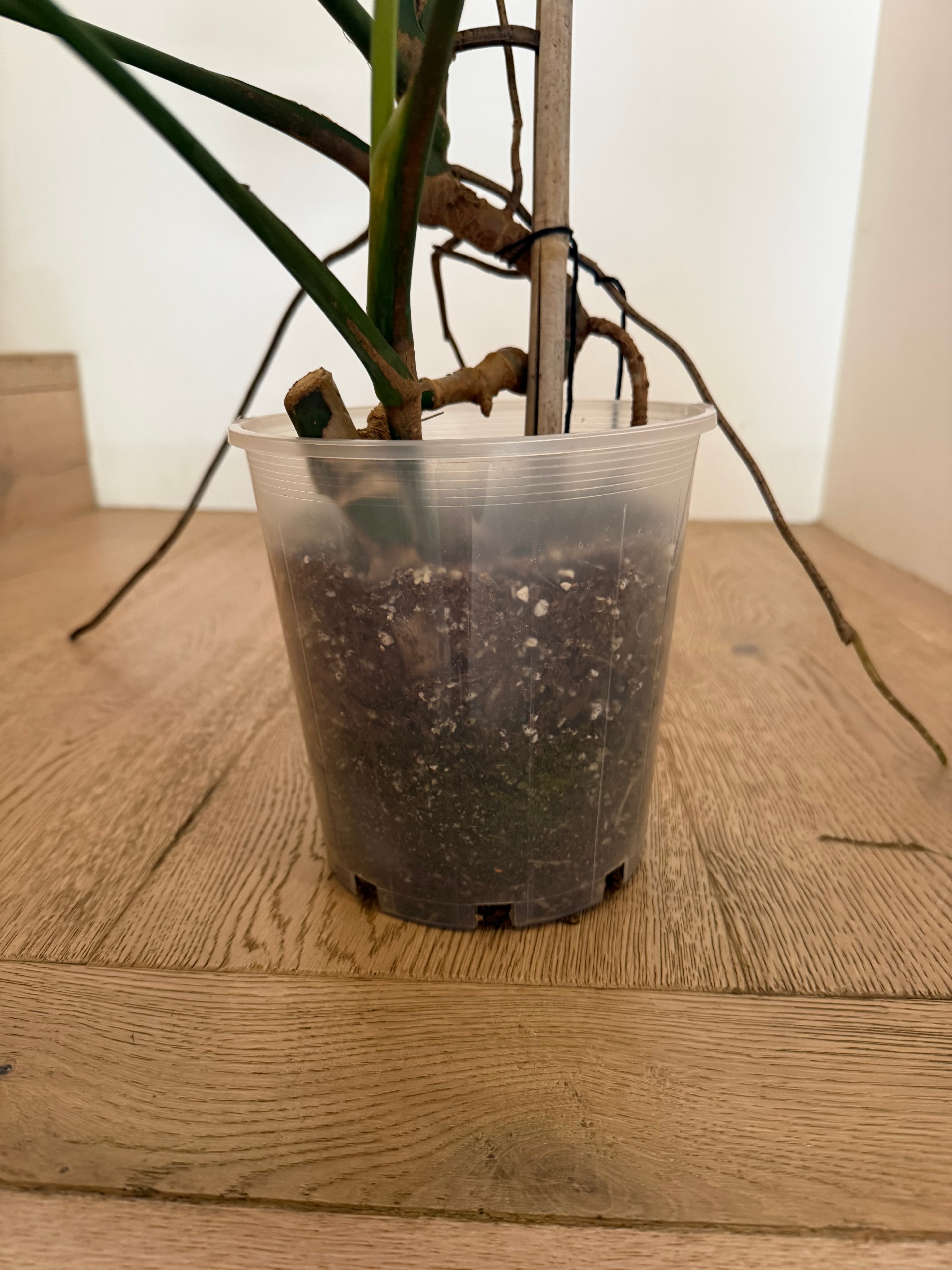 Green Monstera Houseplant, photo 3 of 3