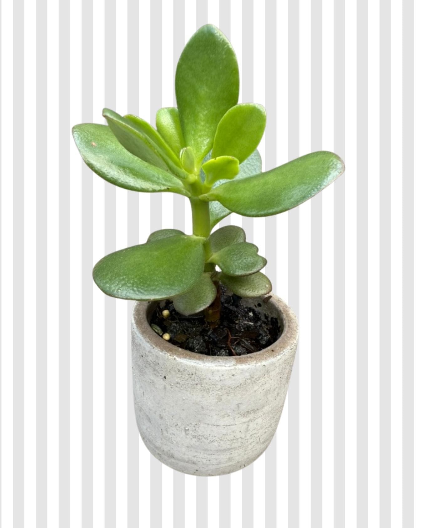 Green Potted Jade Plant