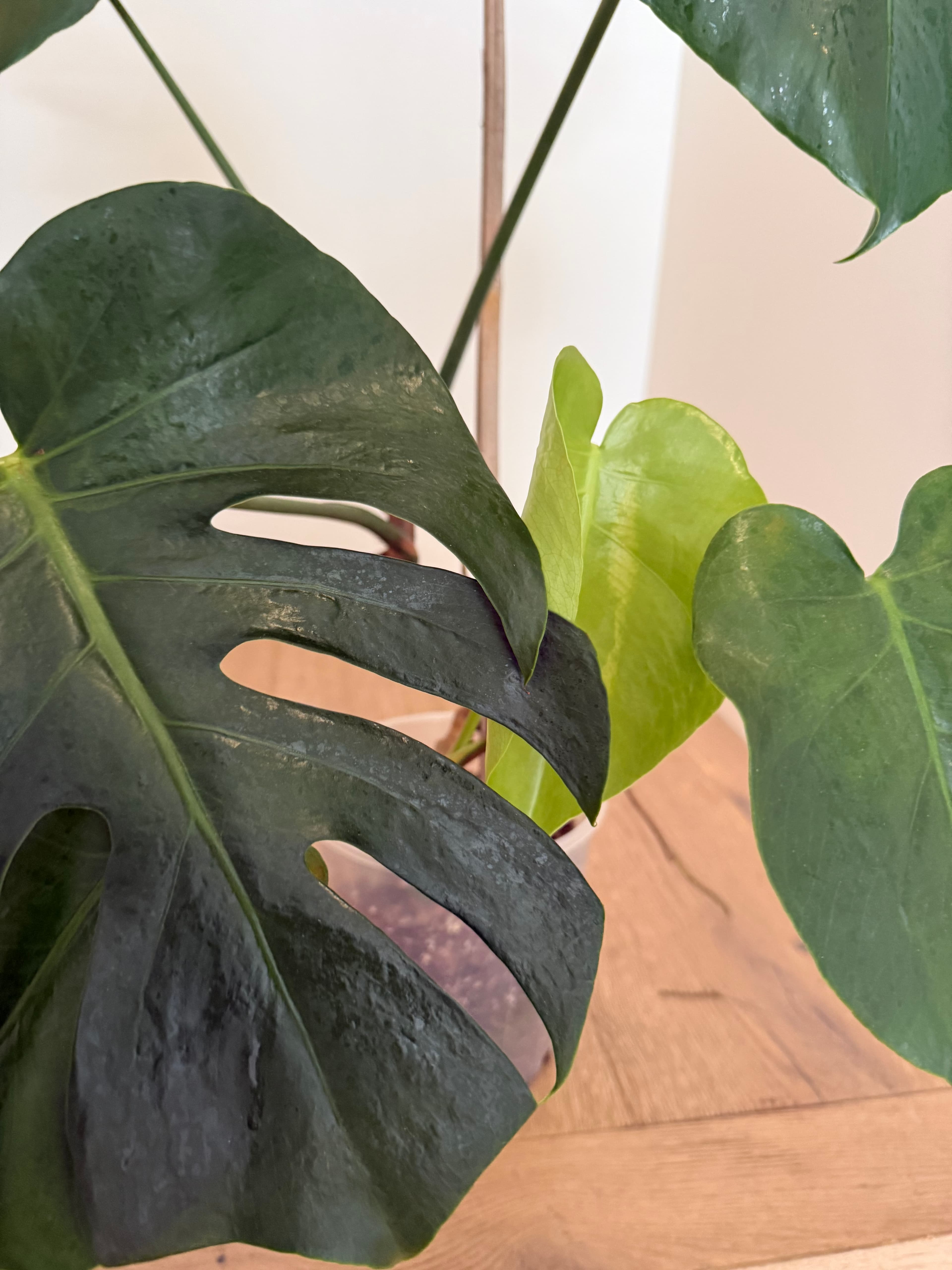 Green Monstera Houseplant, photo 2 of 3