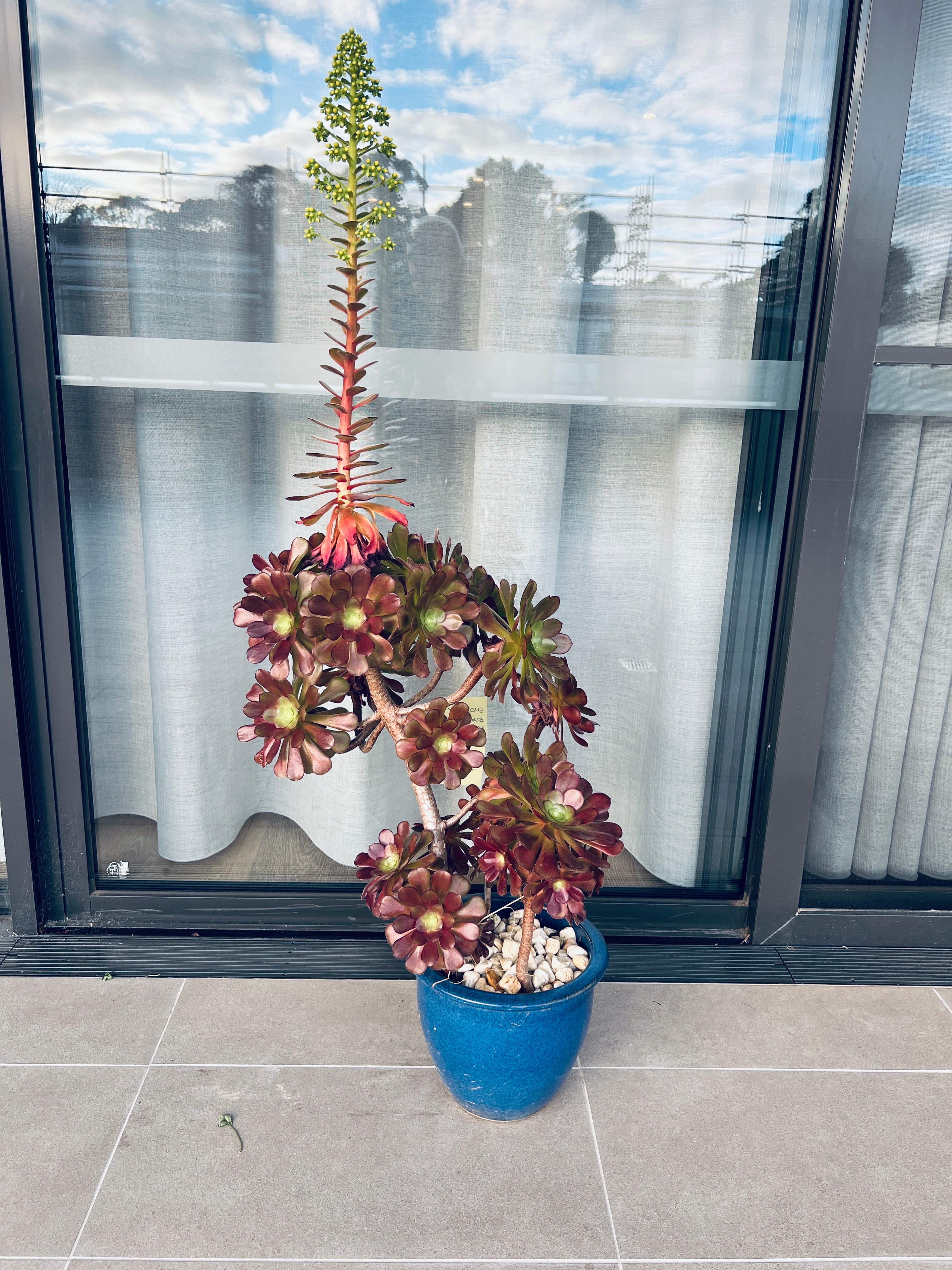 Black Rose Succulent Plant