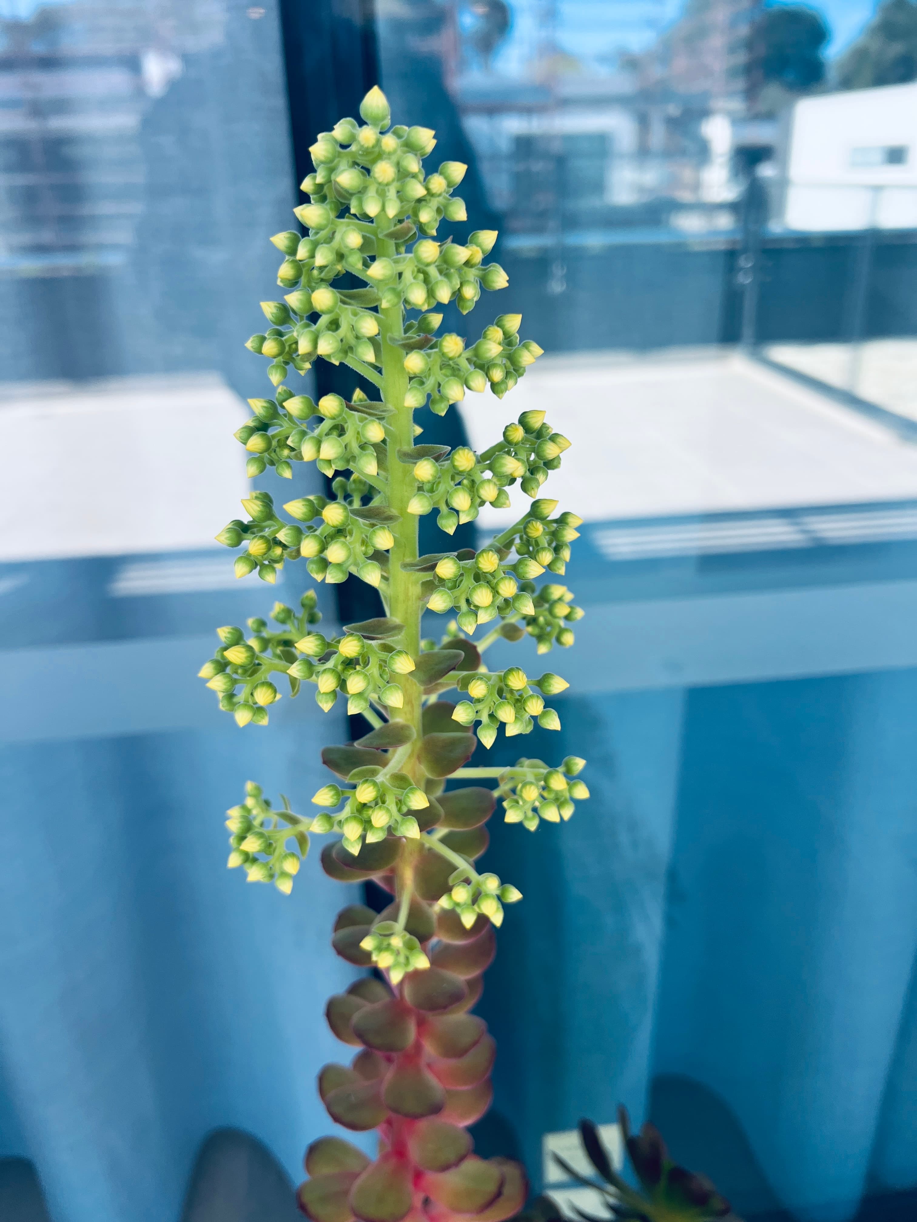 Black Rose Succulent Plant, photo 4 of 5