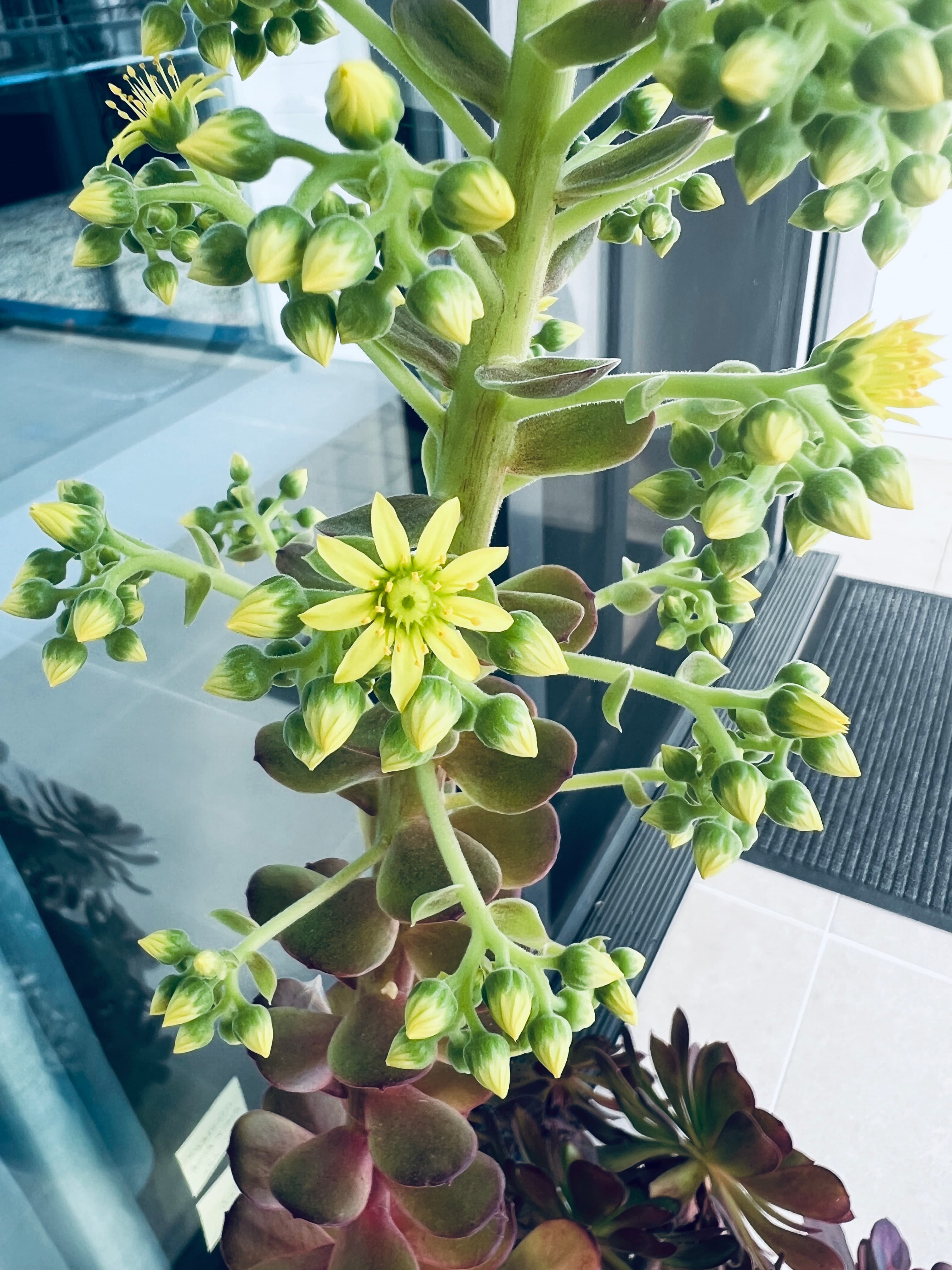Black Rose Succulent Plant, photo 5 of 5