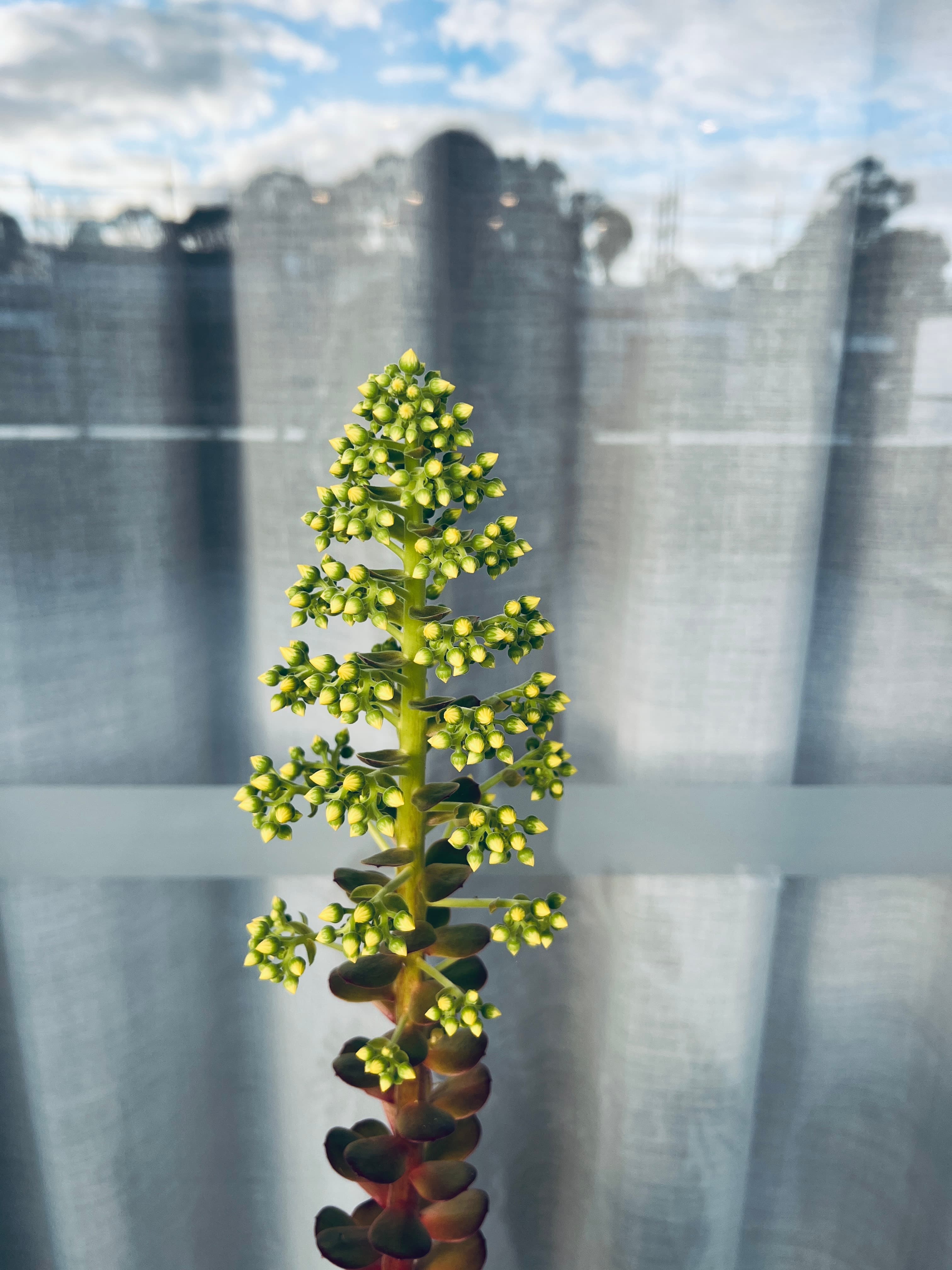 Black Rose Succulent Plant, photo 3 of 5