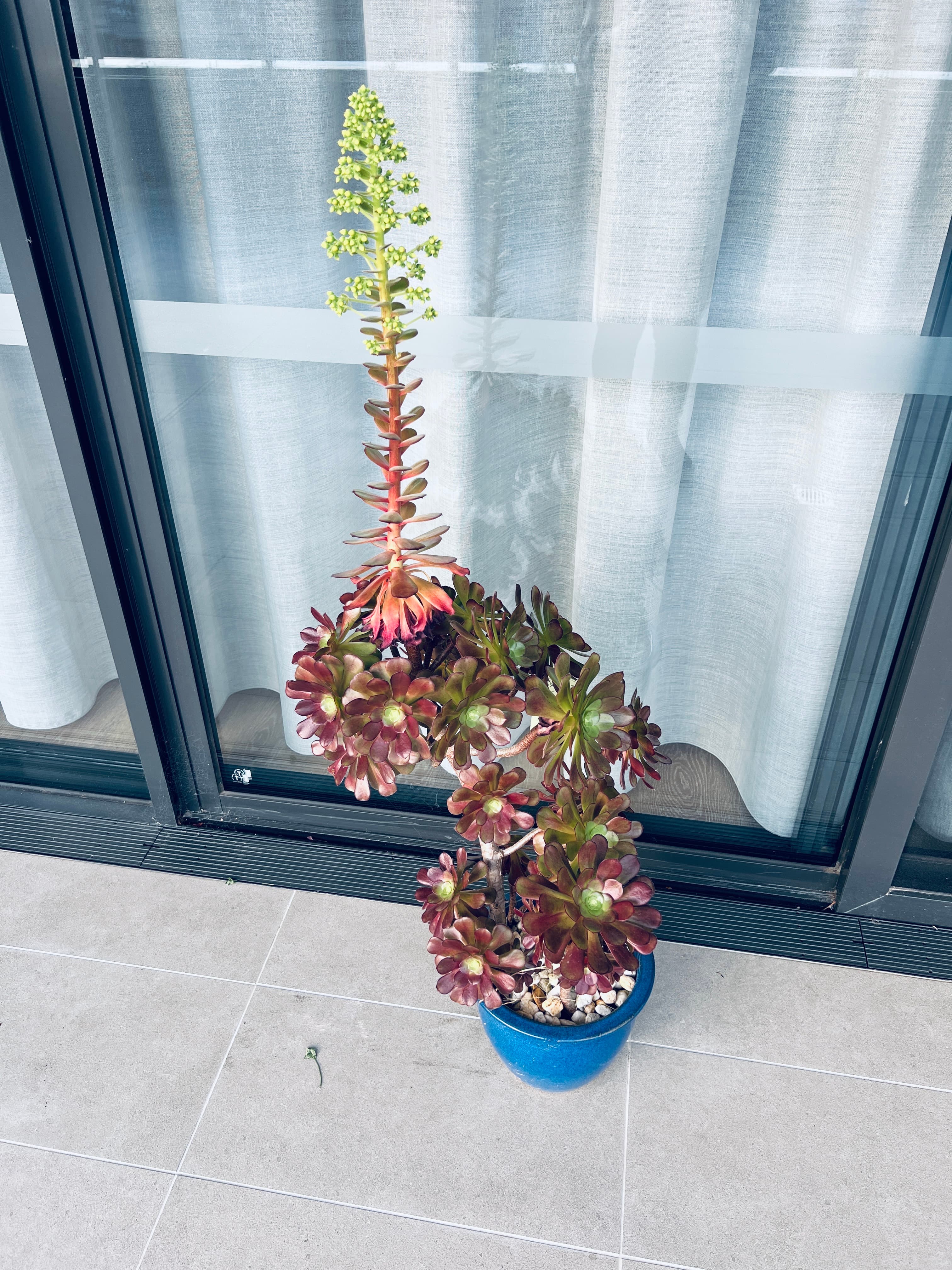 Black Rose Succulent Plant, photo 2 of 5